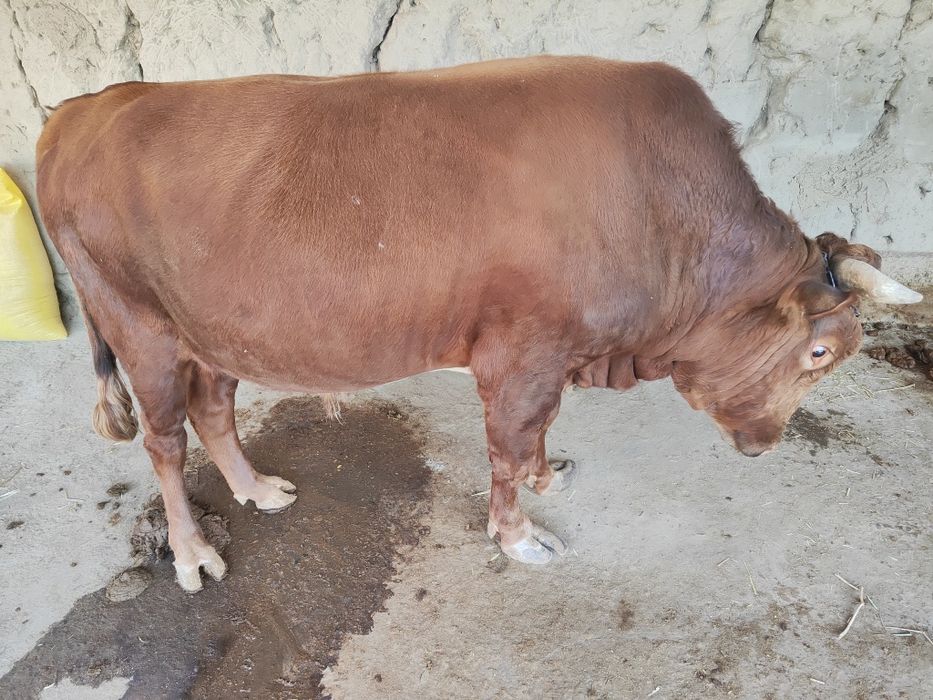 Buqa sotiladi, narxini kelishamiz