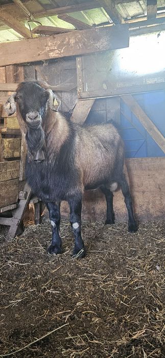 Țap de rasa bun de monta si 4 capre.bunede lapte.