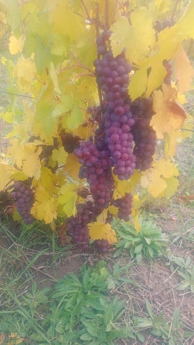 Vând struguri  de vin amestec