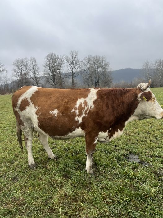 De vanzare juninca gestanta luna 9