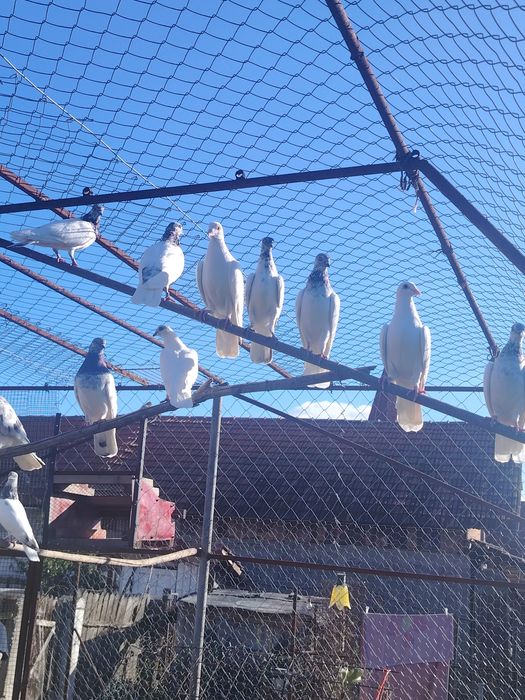 Pereche fazani si porumbei