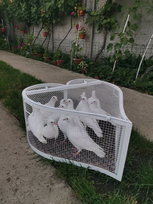 Porumbei voiajori albi pt nunta (evenimente speciale)