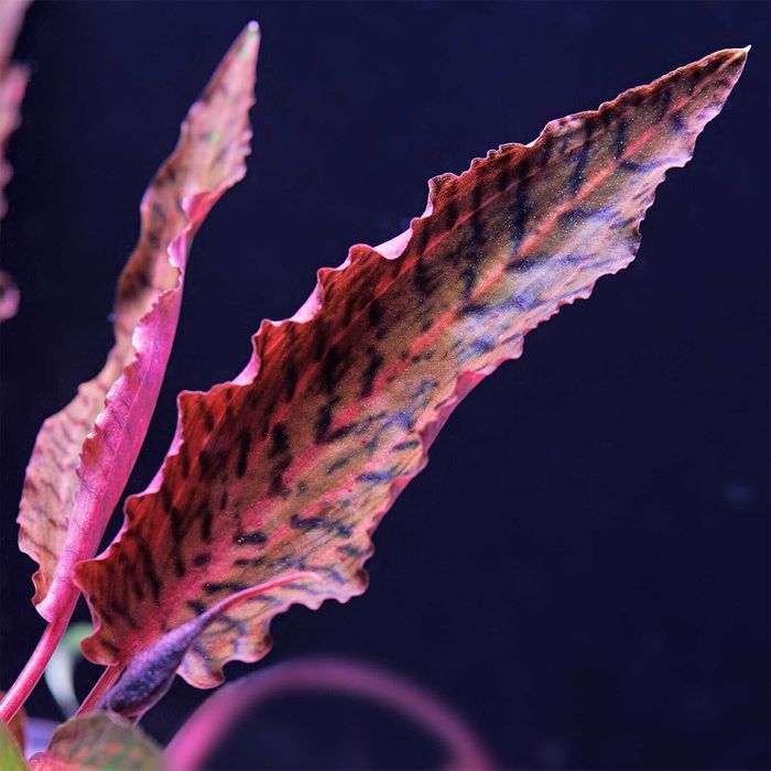 Cryptocoryne Nurii Pink Line (Rosen Maiden) – stoc limitat 3 bucăți