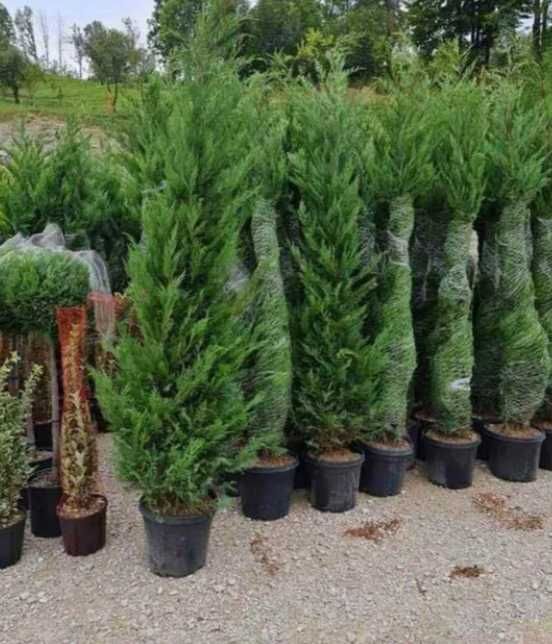 Plante Ornamentale
