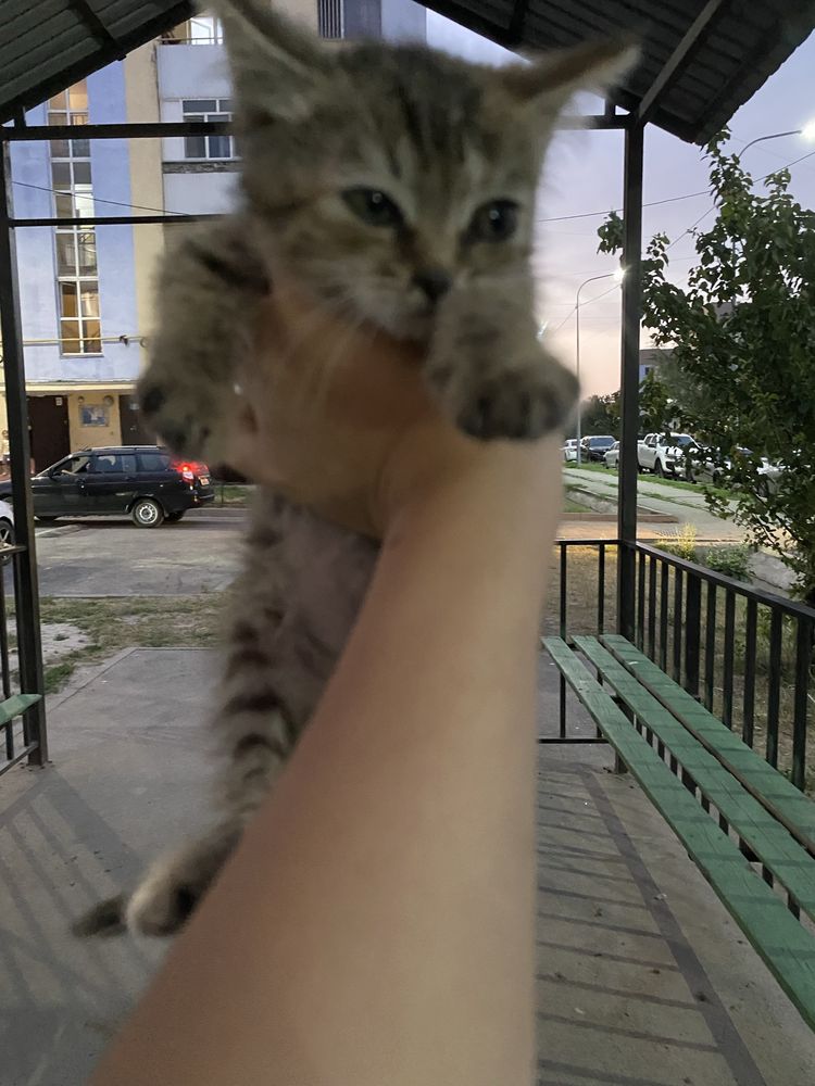 Котенок,девочка.