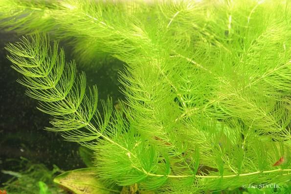 Роголистник Ёлочка