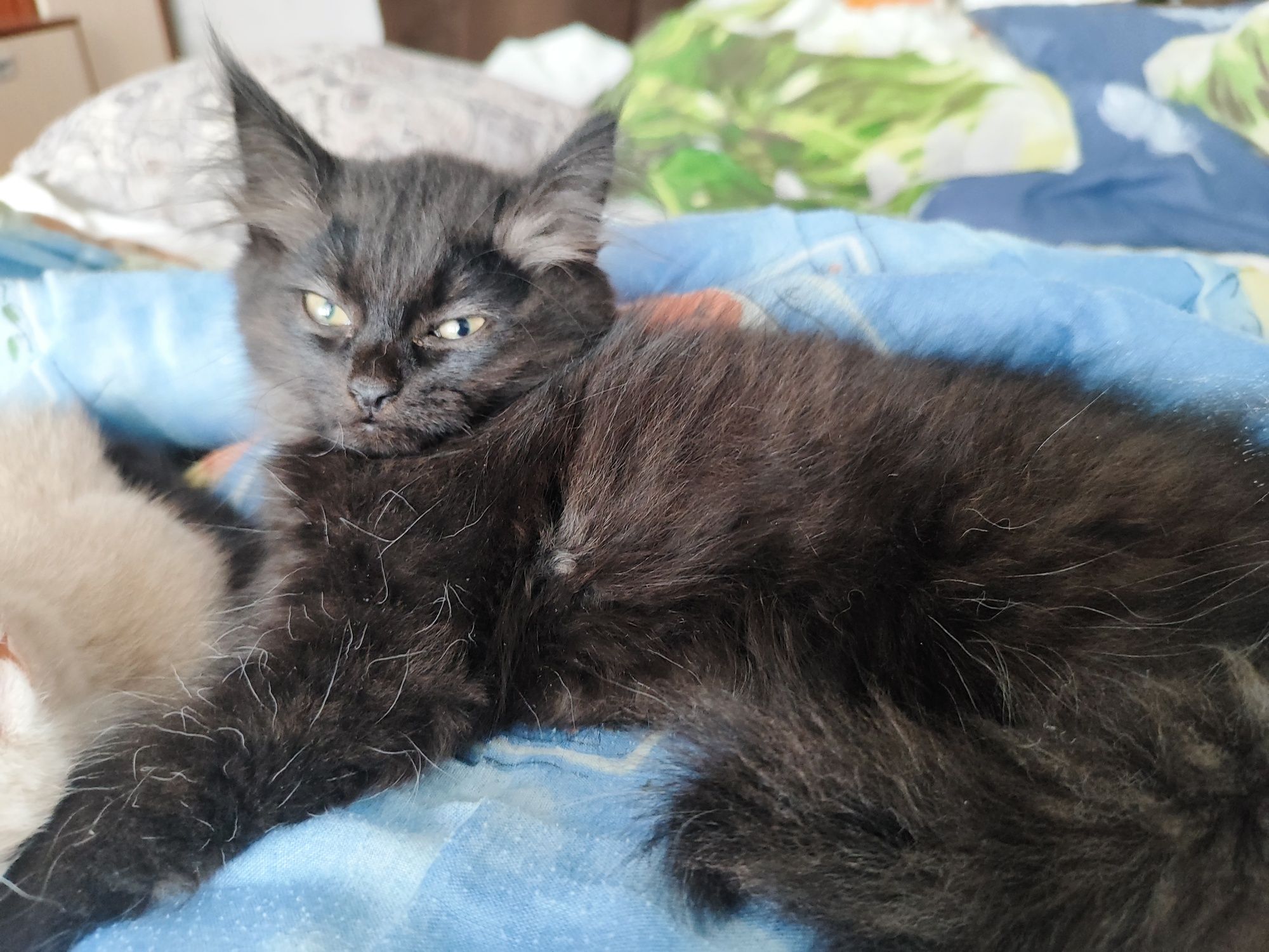 Котёнок ищет любящего хозяина