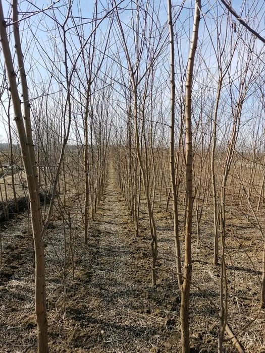 Puieți de reducere  salcâm brad tei Frasin cires sălbatic plop Ulm mes