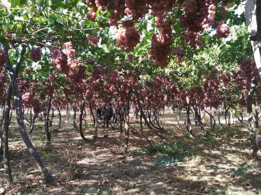 Готовый бизнес или доля продажа соучредитель инвестор Виноградники .
