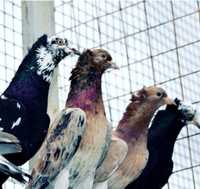 Продам голубей высоколетных ировых туркменских