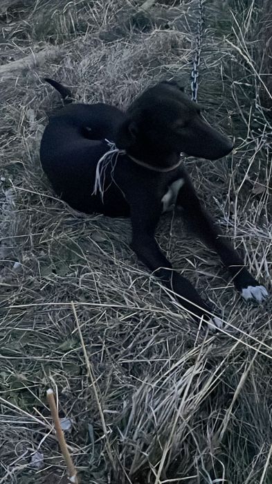 ИТ сатылады Кушык 6 айлык