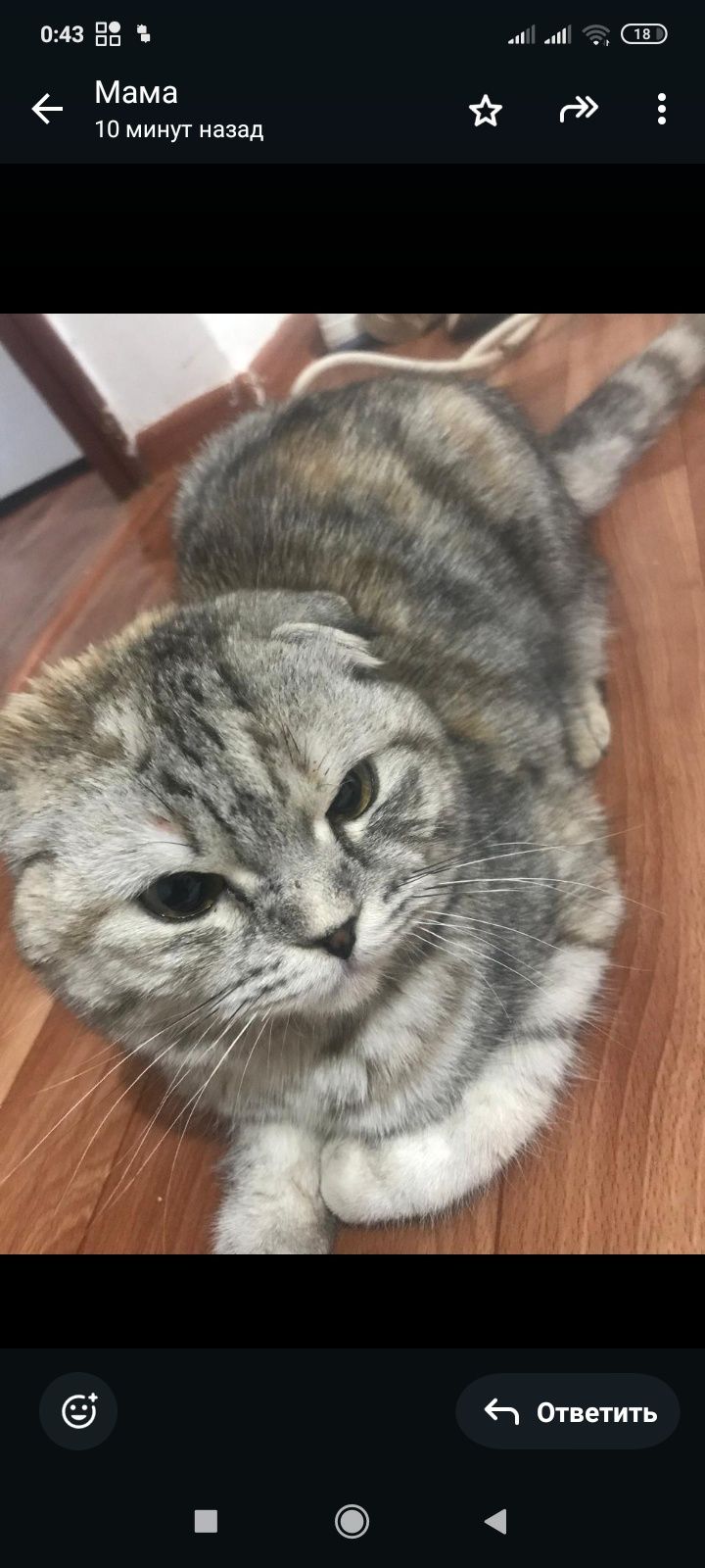 Кот продам кот кот