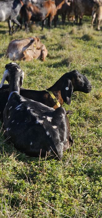 Capre anglonubiene cu pedigree