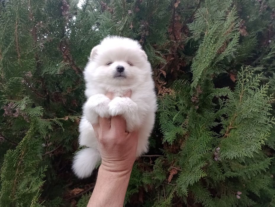 Бели Померани. Мъжки и женски.