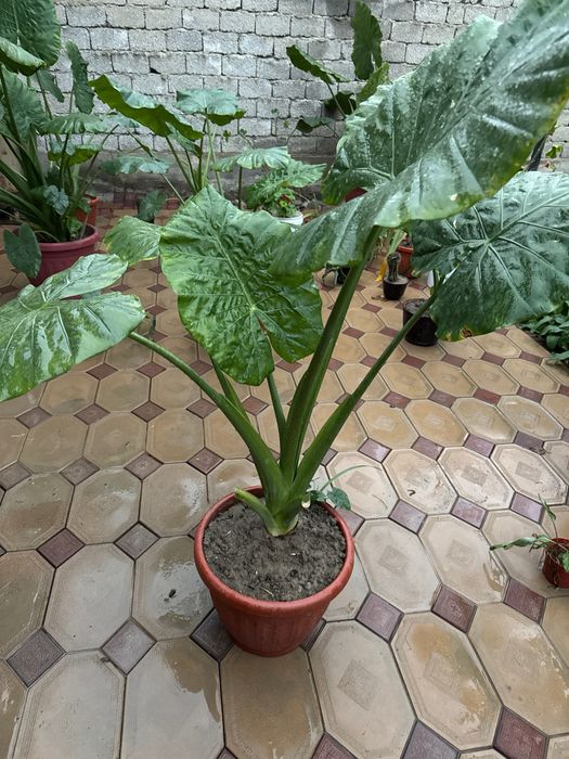 Manzarali ofisni fil quloq gul