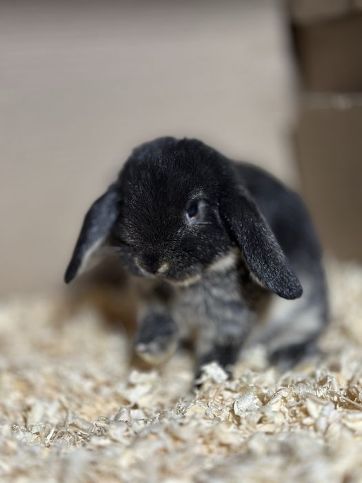 Karlik baran sotiladi 45 kunlik soni 2 ta