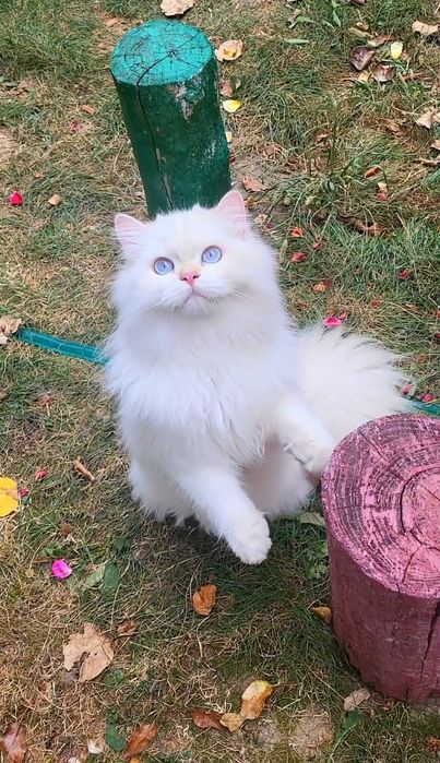 British longhair ultimul baiat din cuib felisa autorizata