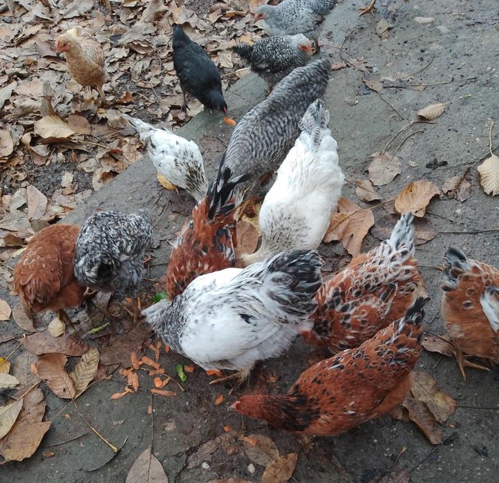 Vand cocosi de 5 luni