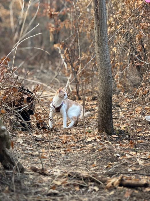 Подарявам две женски котета
