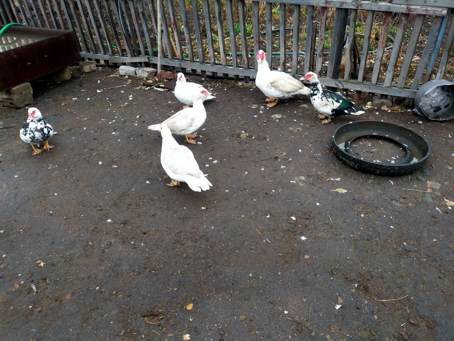 Продам индоуток .