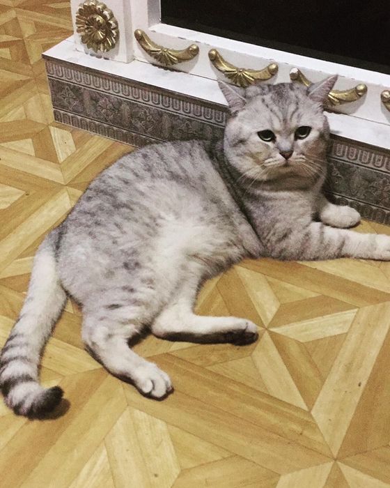 Вязка кошек