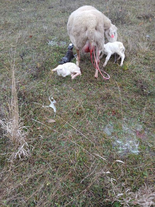 Vând mieii din gemenii de carne