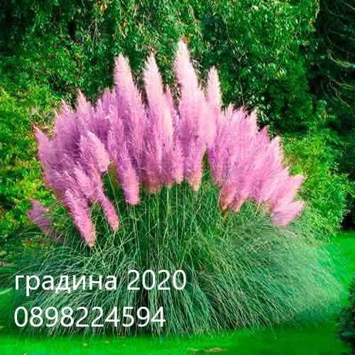 Разсад Кортадерия- Пампаска трева
