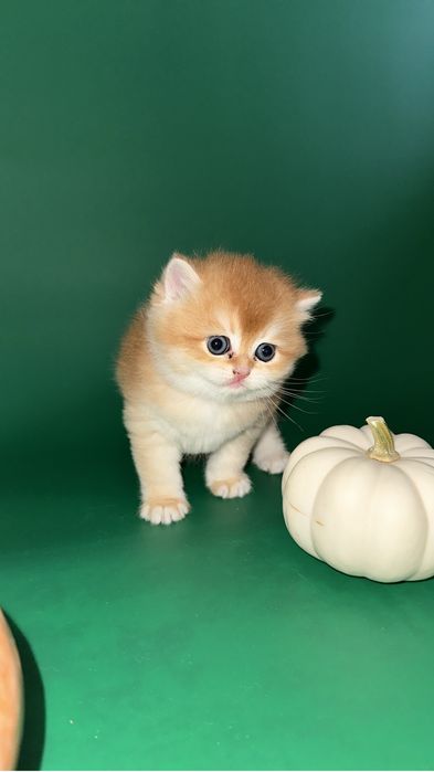 Котята Британскиой Золотой Шиншиллы