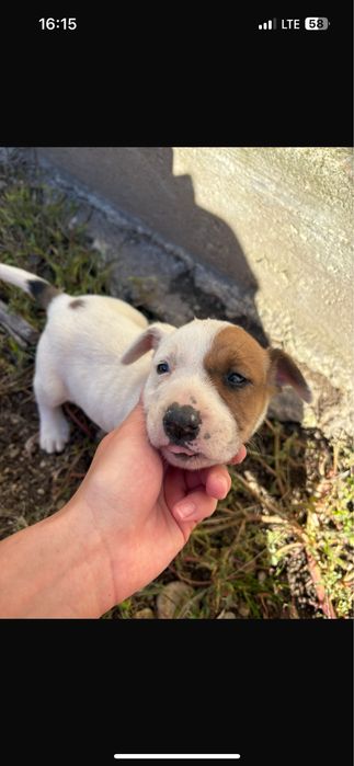 donez metis amstaff