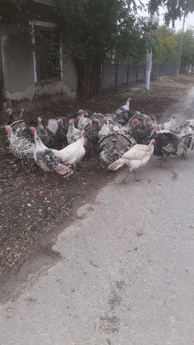Curci și curcani de vânzare!