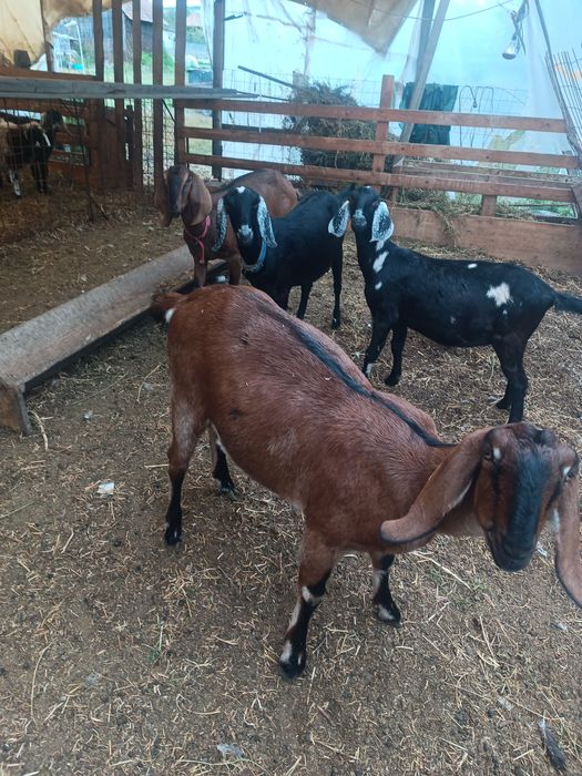 Tapi și iede de anul trecut anglo nubiene