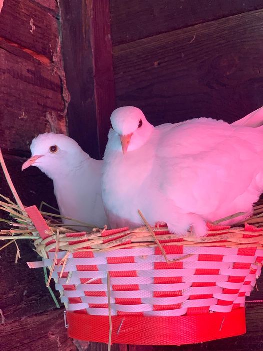 Turturele răzătoare