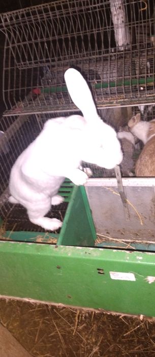 Vând iepuri hycole francez femele gestante