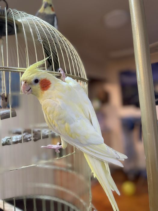 Продется Попугай корелла