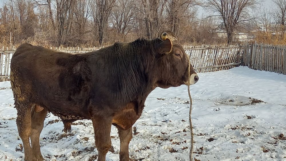 Продам быка Алатауской породы
