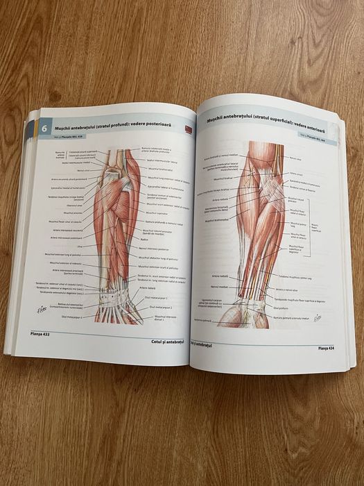 Atlas Anatomie editia 5