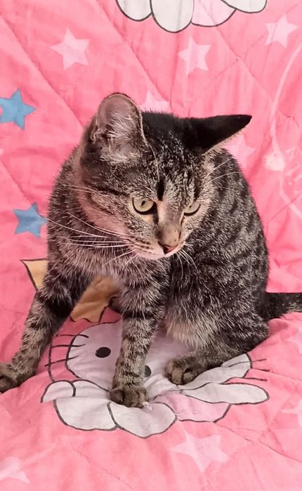 Ждём любящих хозяев для котиков