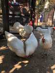 Australorp oua incubat alb albastru splash negru plymouth rock barat