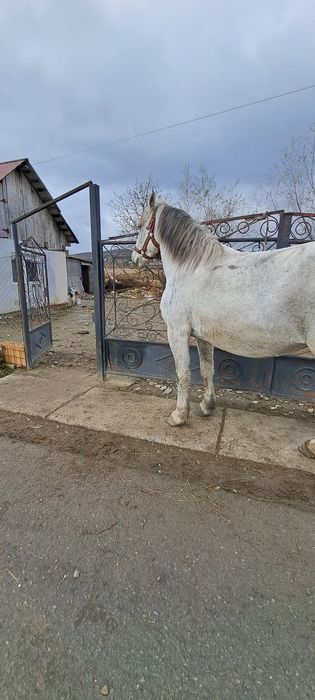 Vand schinb iapa de 6 ani