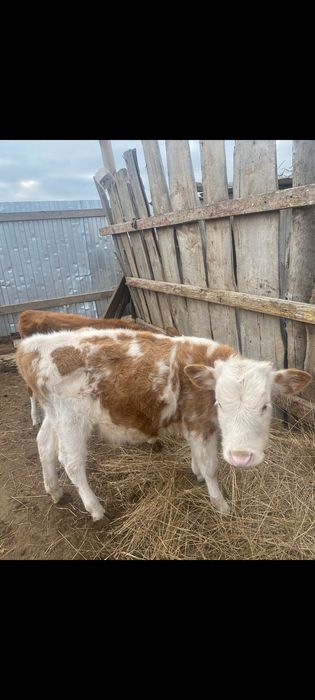 Продам или обен на баран