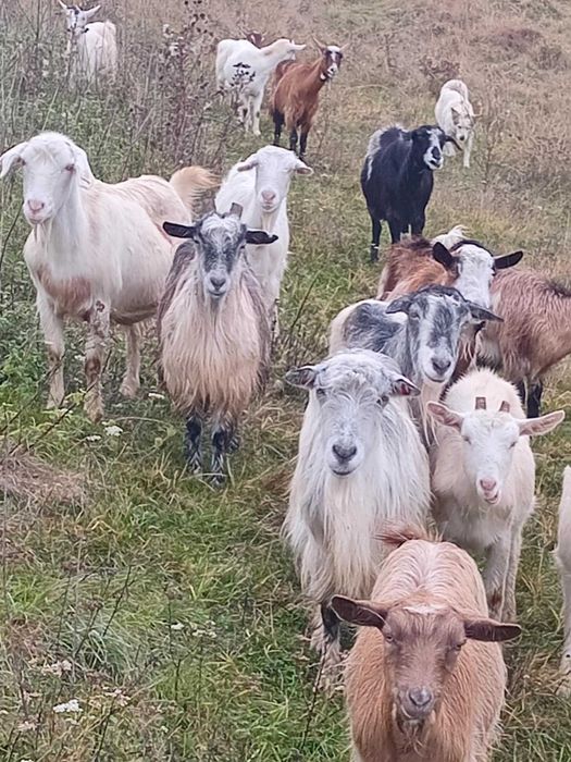 Vând sau schimb capre