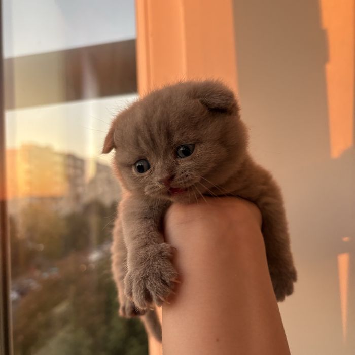 Pui british si scottish fold