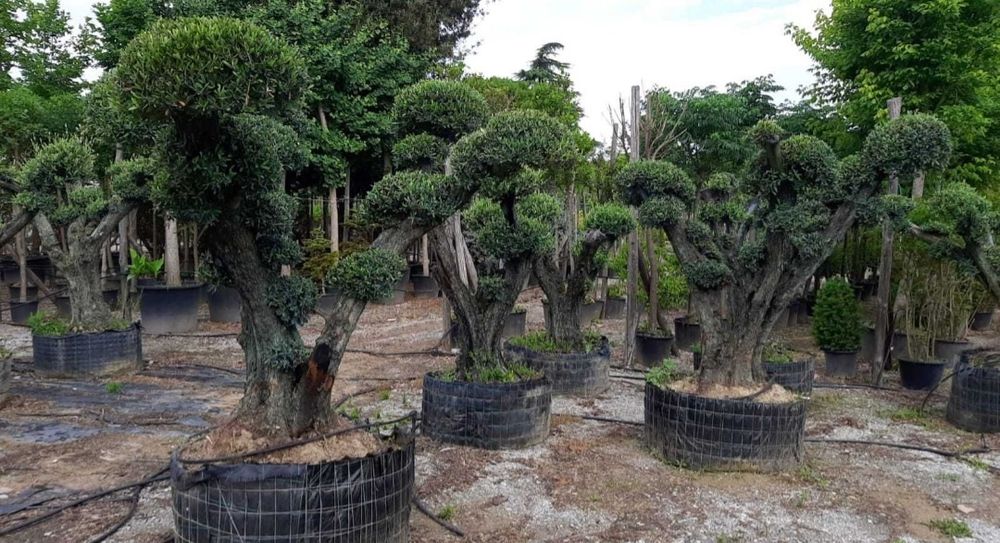 Măslini seculari transportul este gratuit
*avem toate dimensiunile.
*p