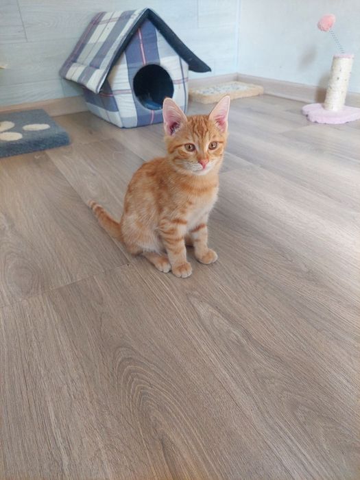 Котенок мальчик Ташкент