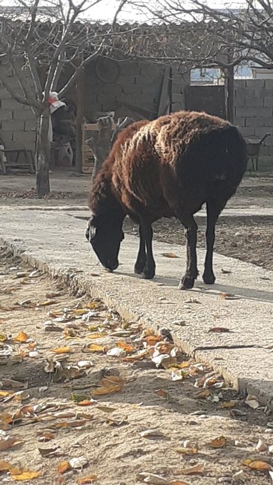 Қоилар сатылады жемде тұрған