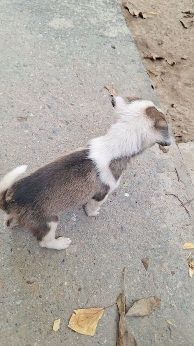 Кучукча яхши кулларга берилади