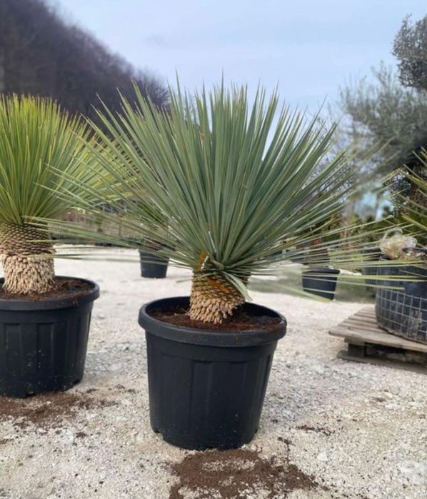 Plante ornamentale de diferite  varietatii