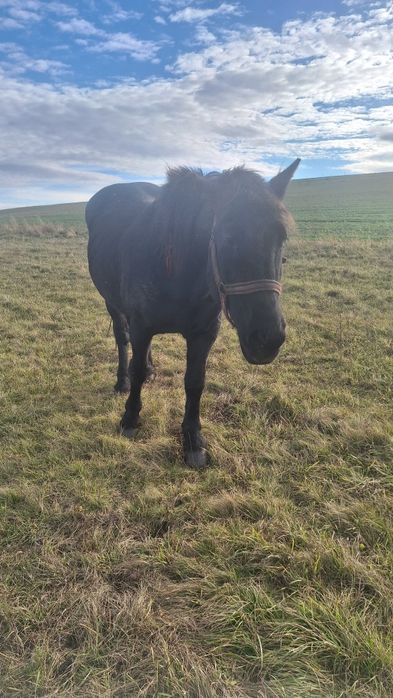 Vind sau schimb cal negru