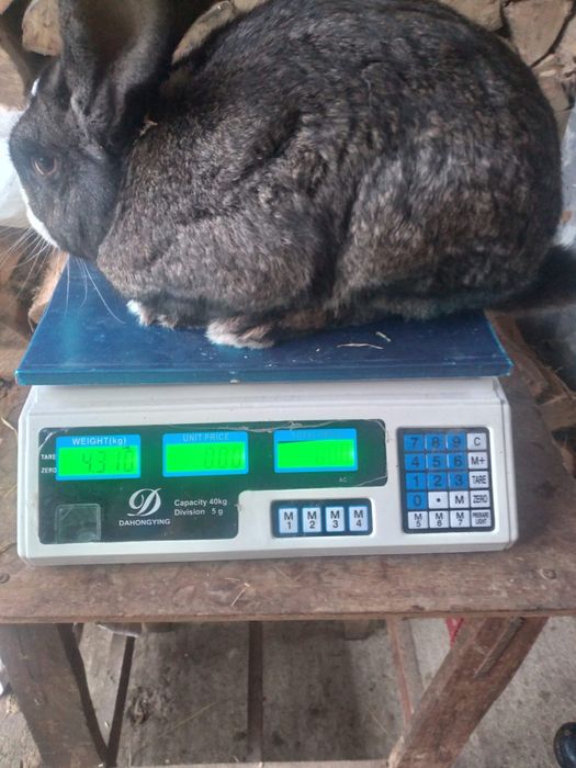 Vand iepuri vii sau taiati