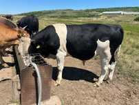 Vițel holstein pentru reproducere